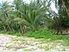 Navilaca Plantation beach front property in Fiji is for sale - $ 675,000 USD