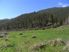 Thunder River Farm