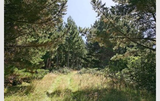 LIFESTYLE, WITH FORESTRY, AND SUBDIVISION POSSIBILITIES!