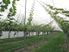 11.8 Ha     29 Acres