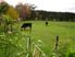THE COUNTRY LIFE