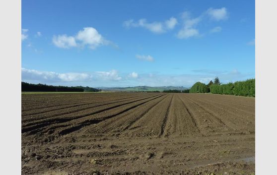 Pukekohe: Choice Cropping land