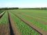 Pukekohe: Choice Cropping land