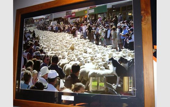 SHEARING CAPITAL OF THE WORLD