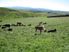 Braemore 65.9ha - Pleasant Point