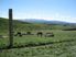 Braemore 65.9ha - Pleasant Point