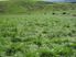 Braemore 65.9ha - Pleasant Point