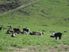 Braemore 65.9ha - Pleasant Point