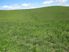 Braemore 65.9ha - Pleasant Point