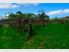 Cottage Kiwifruit Lifestyle