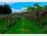 Cottage Kiwifruit Lifestyle
