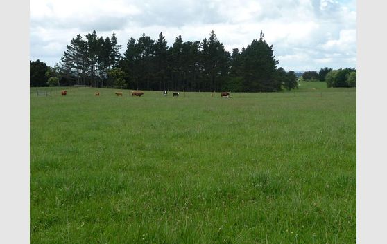 Get a lifestyle block - 17.5 acres