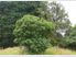 Allander Puriri Cottage