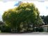 CAMBRIDGE WAIKATO