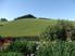 Tranquil setting for Cheviot Beauty