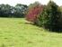 KERIKERI - BARE BLOCK