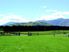 Tui Estate - So Close Yet a World Away