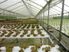 HYDROPONICS