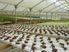 HYDROPONICS