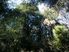 Fifty Acre Bush Blocks