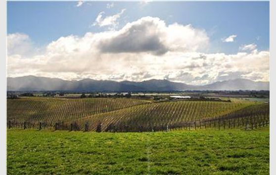 Vineyard - Residential Subdivision Potential 81ha