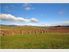 Vineyard - Residential Subdivision Potential 81ha