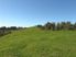 Grazing, Stream & Bush