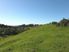 Grazing, Stream & Bush