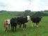 Grow maize, graze cattle, go fishing