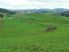 Grow maize, graze cattle, go fishing
