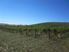 Marlborough Vineyard - 194 Reserve Road, Seddon