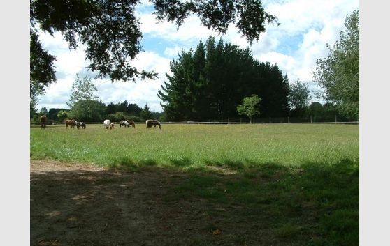 PAULOWNIA PARK FARM