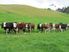 Exclusive Private Farm Park Playground for Big Business or Pleasure