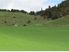 Wharua Station 838 Ha 530 Ha Effective