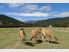 NEW ZEALAND HAS MANY FACES…