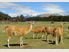 NEW ZEALAND HAS MANY FACES…