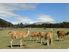 NEW ZEALAND HAS MANY FACES…