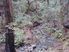 St Arnaud - Kaka Forest 2+ acres Section With Mountain Stream