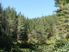 Fantastic Forest Lifestyle