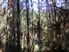 Fantastic Forest Lifestyle