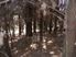 Fantastic Forest Lifestyle