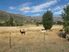 GIBBSTON COUNTRY