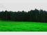 Wellsford/Topuni near-level, Sheltered Position, and organically farme