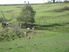 Wellsford/Topuni LIfestyle Block with Great Exposure