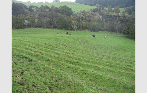 Topuni/Oruawharo Almost 15 ac pasture/bush