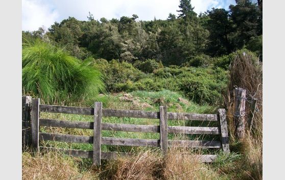 NATIVE BUSH PARADISE