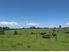 Otorohanga Dairy