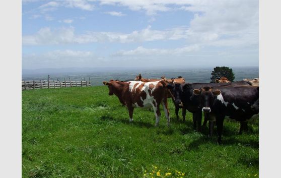 17 Bradshaw Road Paeroa Hauraki Coromandel