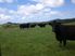 Beef Fattening or Dairy Support