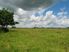 Growing, Grazing or Gee Gees in Glenbrook